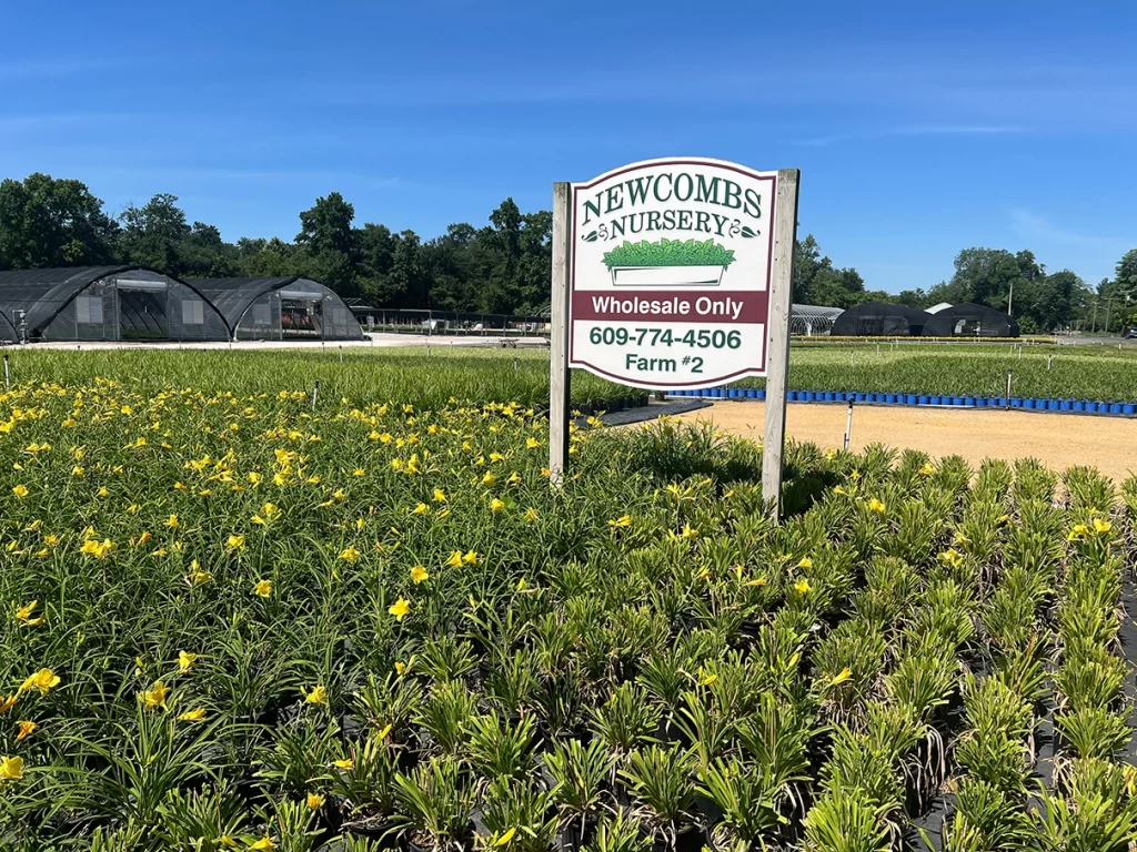Newcomb's Nursery sign in front of a field of blooming yellow flowers with greenhouses in the background.