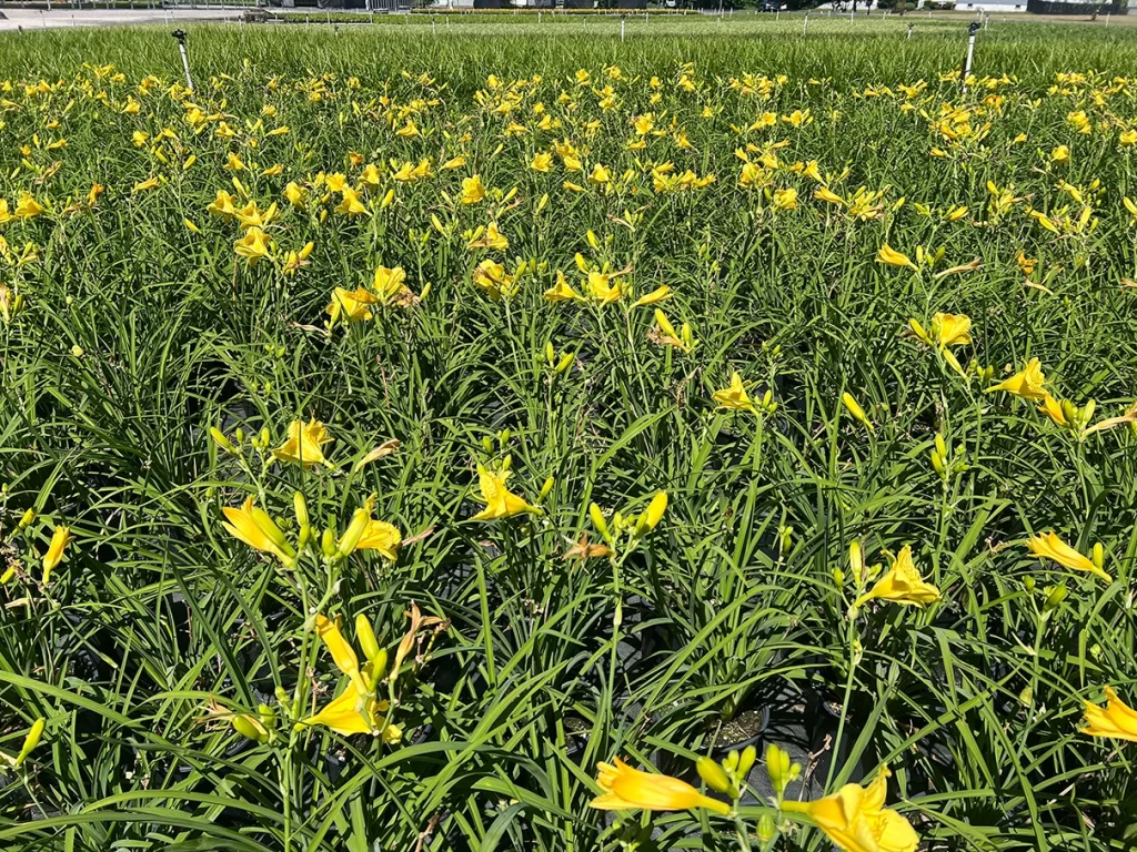 Close-up of bright yellow flowers blooming in dense green foliage at Newcomb's Nursery.