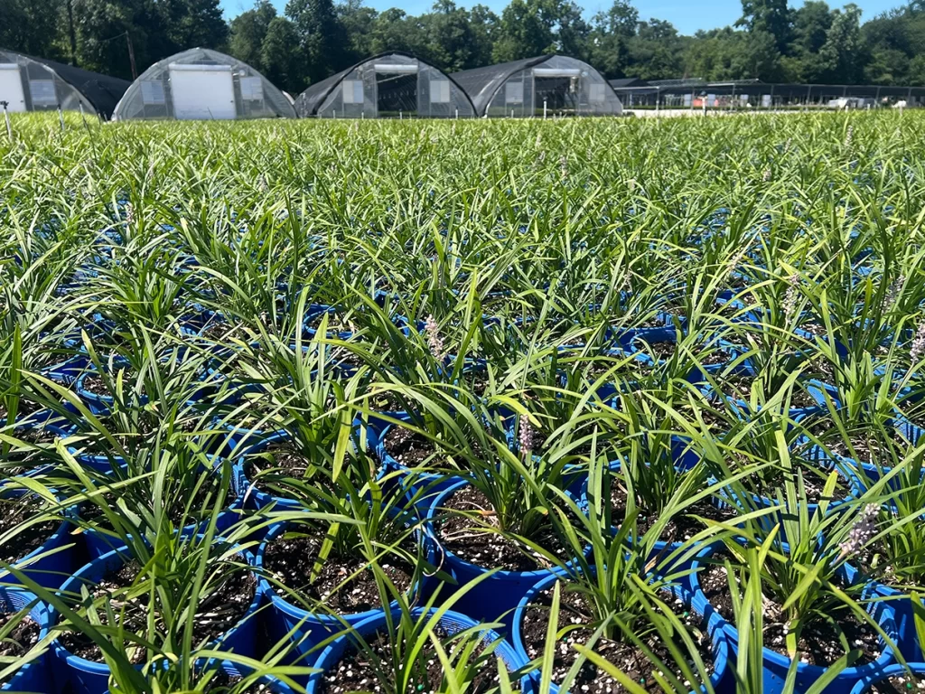 Young green plants growing in blue trays at Newcomb's Nursery, with greenhouses in the background under a clear blue sky.