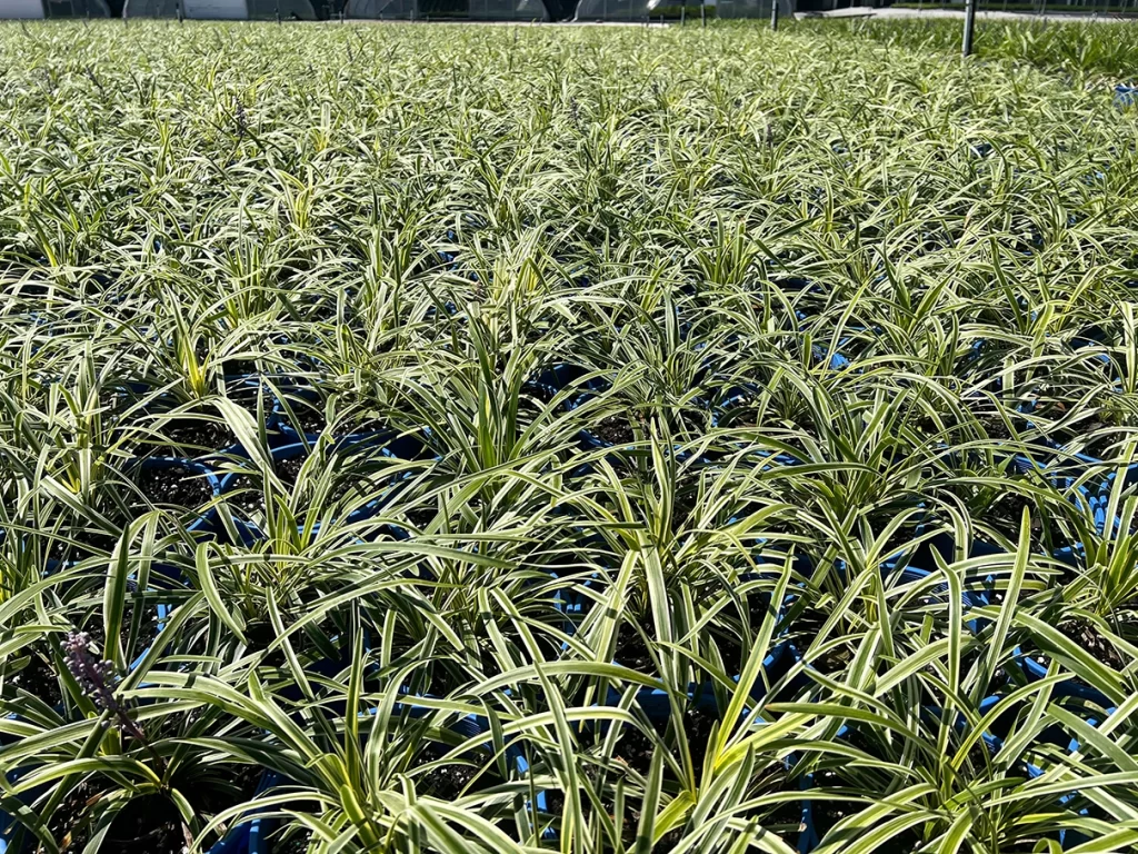 Dense growth of variegated plants with green and white leaves in blue trays, under the sunlight at Newcomb's Nursery.