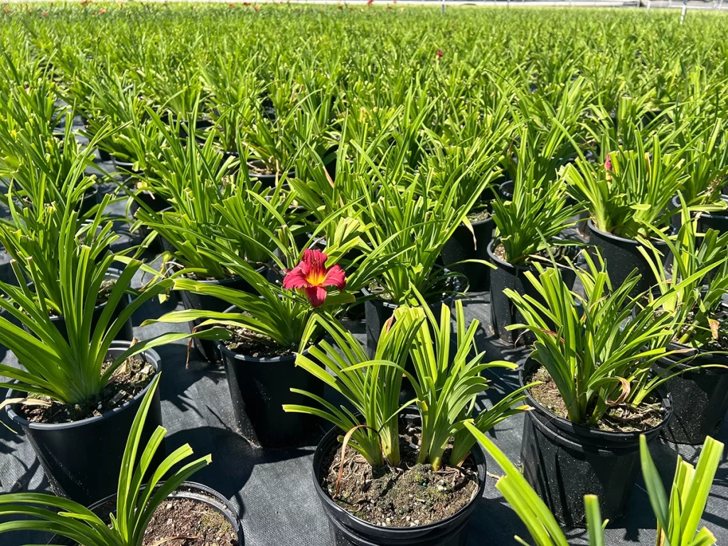 A single red flower standing out among rows of green plants in black pots at Newcomb's Nursery.