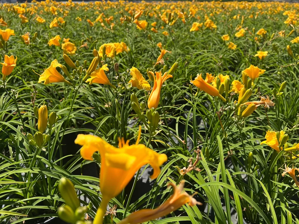 Close-up view of vibrant yellow daylilies in full bloom, with a dense field of flowers and green leaves in the background.