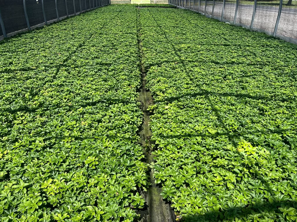 Wide-angle shot of endless rows of lush green ground cover plants inside a large greenhouse, demonstrating extensive agricultural cultivation.