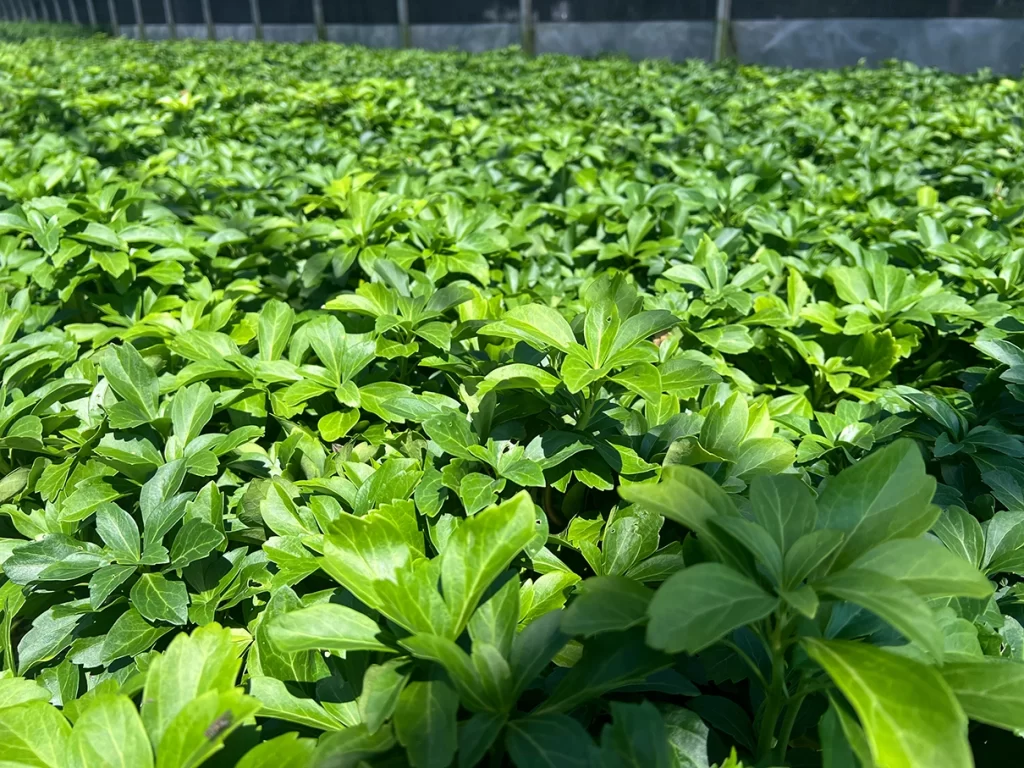 Detailed view of thick, green pachysandra plants flourishing in a nursery setting, highlighting the vibrant foliage in a controlled environment.