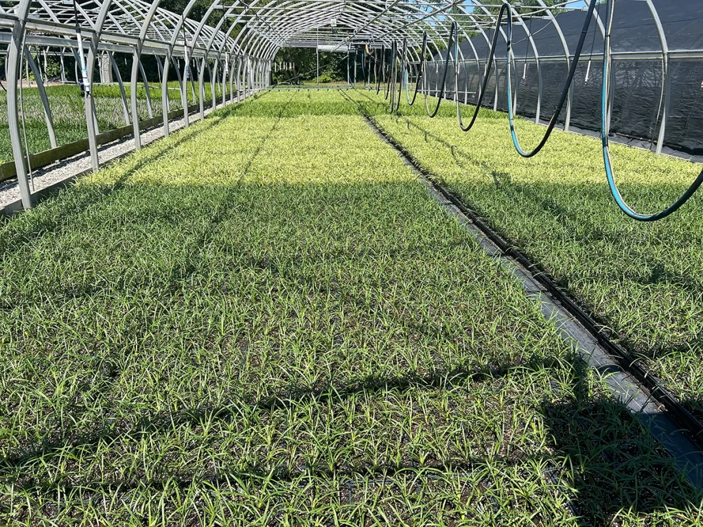 Long rows of young plants growing under the partial shade of metallic structures in a nursery, illustrating efficient plant cultivation methods.