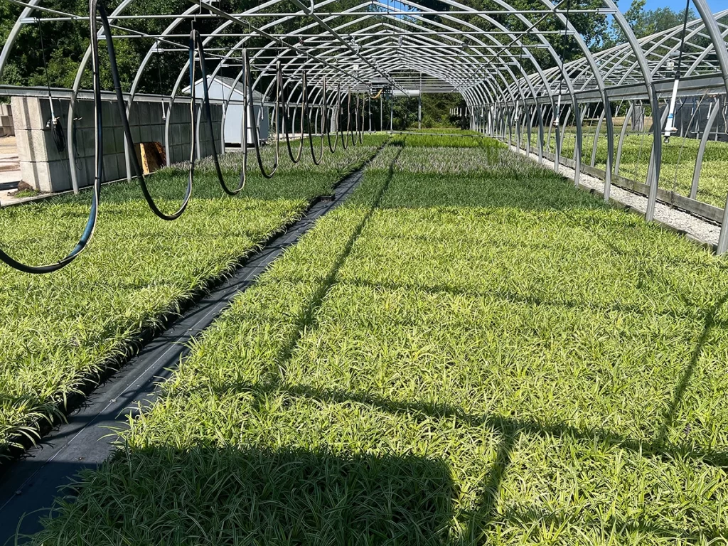Vibrant green plants neatly arranged in long rows under a structured greenhouse frame, highlighting advanced agricultural techniques at Newcomb's Nursery.