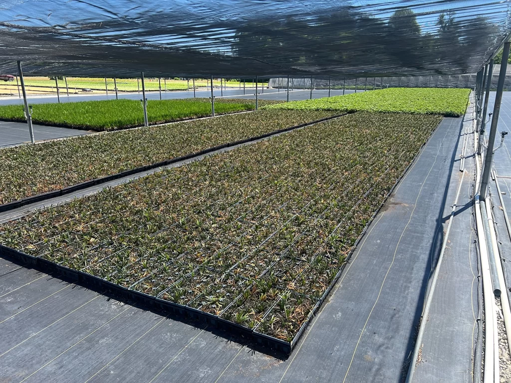 Wide-angle view of various plant species under a large shade net at Newcomb's Nursery, showcasing effective sunlight regulation for optimal growth.