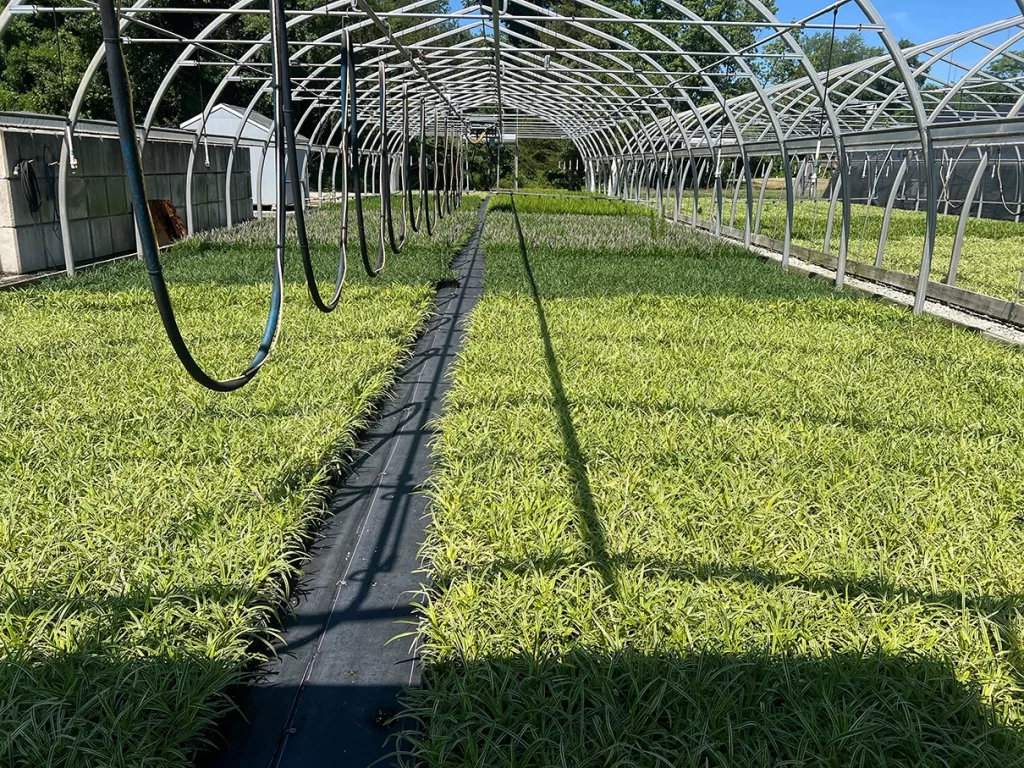 Symmetrical view of young plants neatly organized under the long arches of a greenhouse, with irrigation hoses suspended overhead at Newcomb's Nursery.
