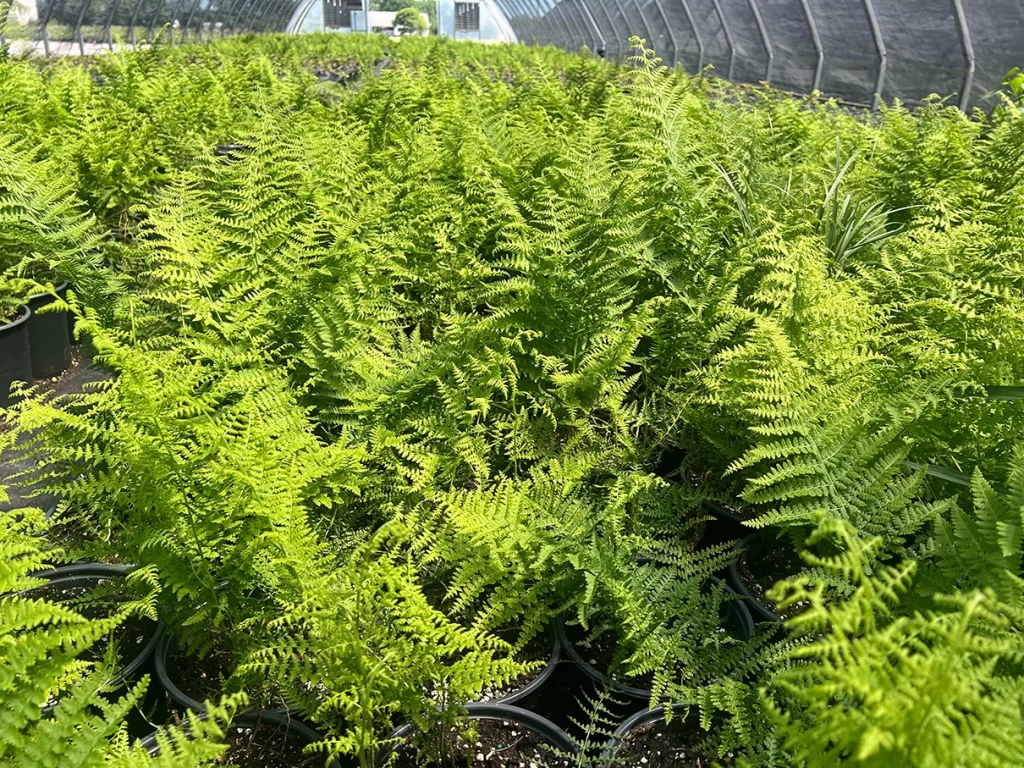 Dense, vibrant green ferns fill the frame, showcasing their intricate fronds and lush growth in a nursery environment.