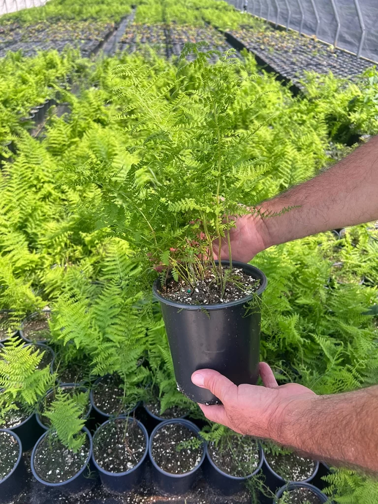A person's hands holding a potted fern with lush green fronds, exemplifying quality plant selection at Newcomb's Nursery against a backdrop of numerous ferns.