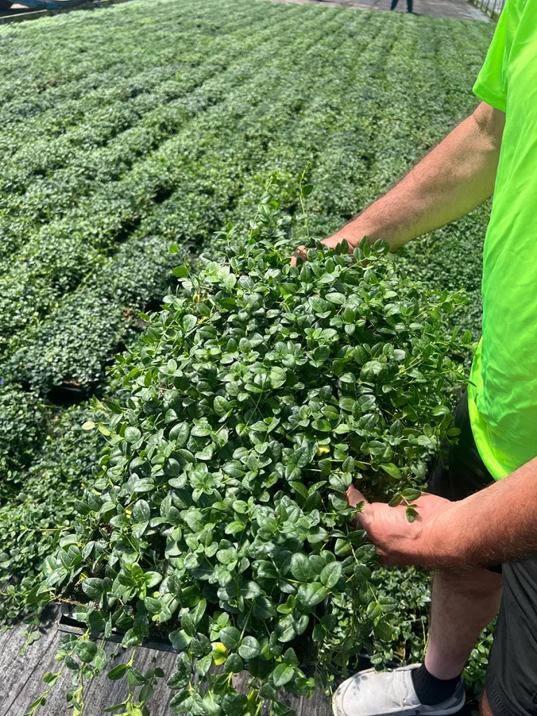 Close-up of a person's hands lifting a lush Vinca minor plant, with a vast expanse of similarly dense plants in the background at the nursery.