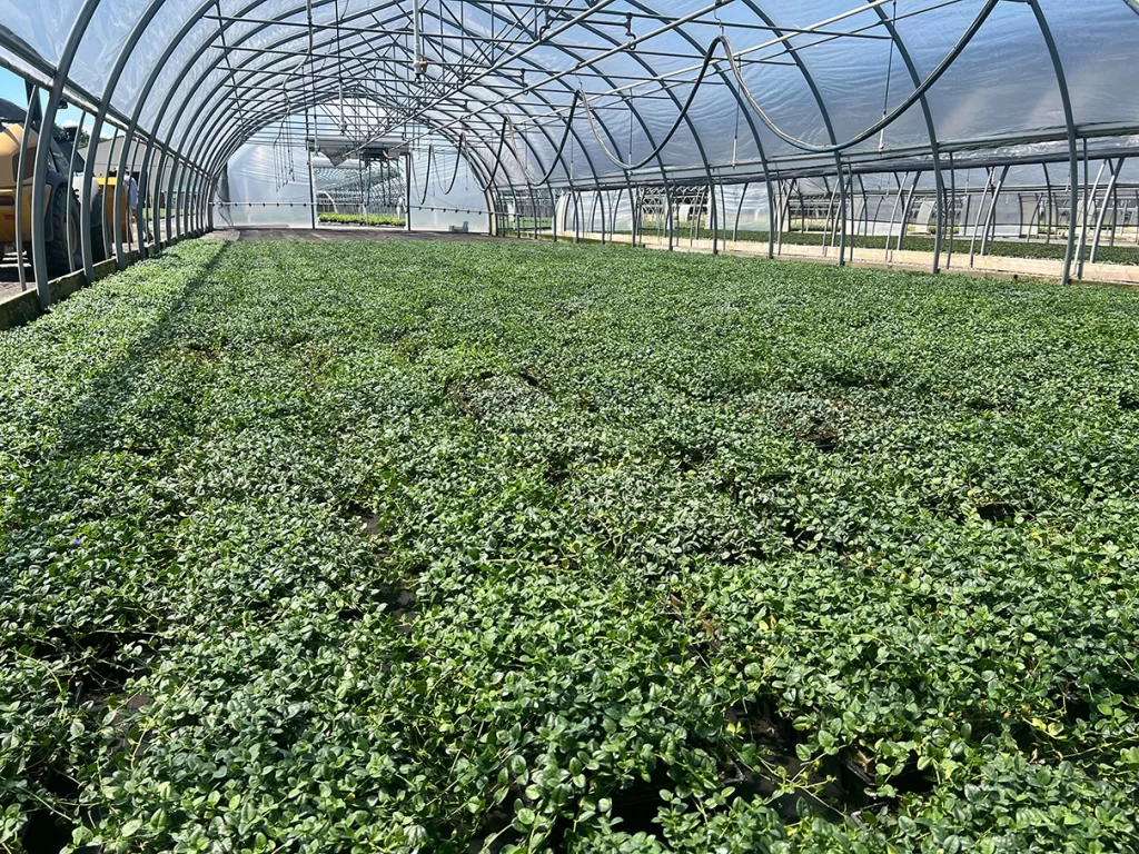 Wide view inside a greenhouse showcasing extensive cultivation of ground cover plants, spreading uniformly under a structured metal frame.