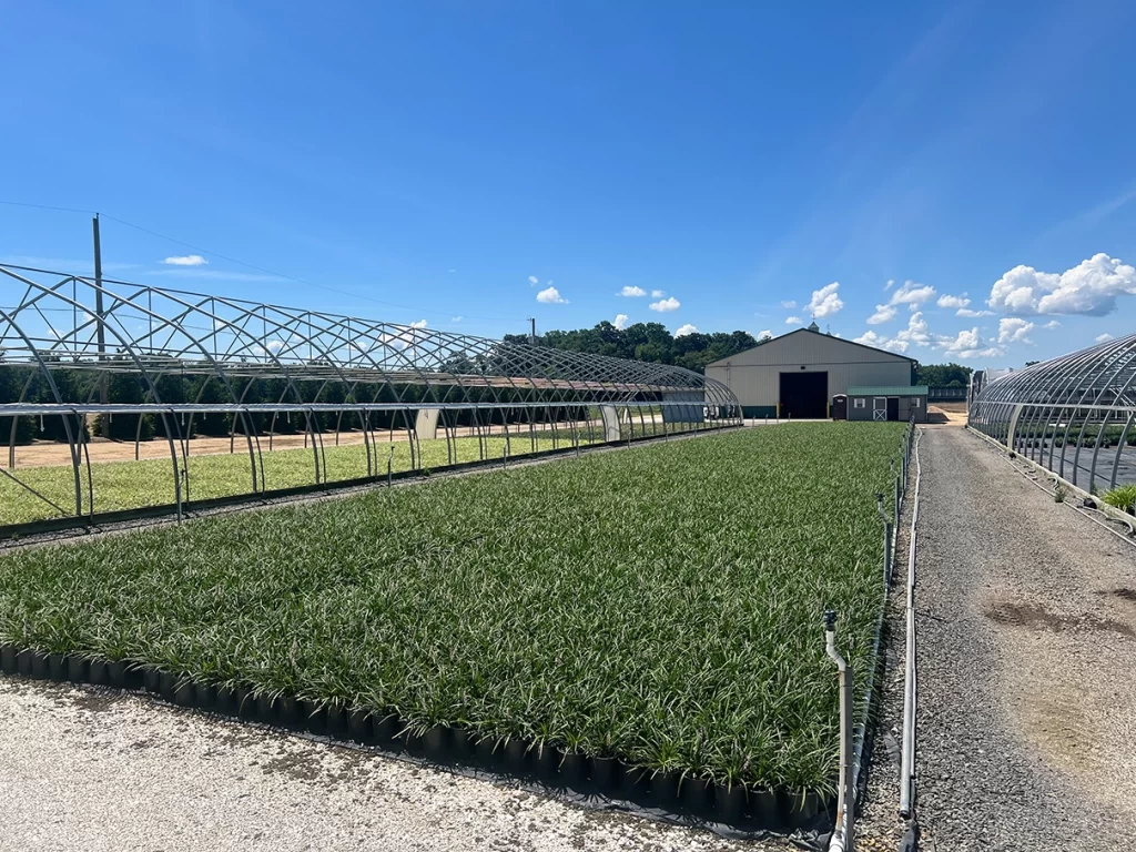 Panoramic view of Newcomb's Nursery featuring rows of young plants, open greenhouses, and a warehouse under a clear blue sky with fluffy clouds.