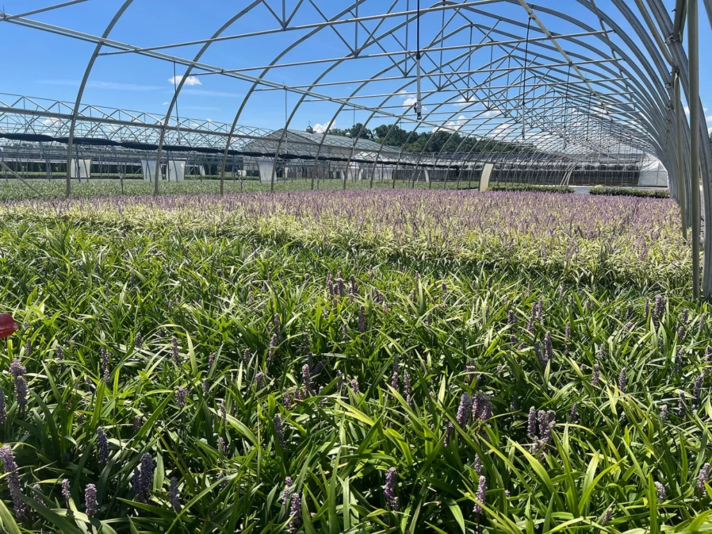 Wide view of a nursery greenhouse filled with rows of green plants with purple flowers, illustrating the large-scale agricultural operations at Newcomb's Nursery.