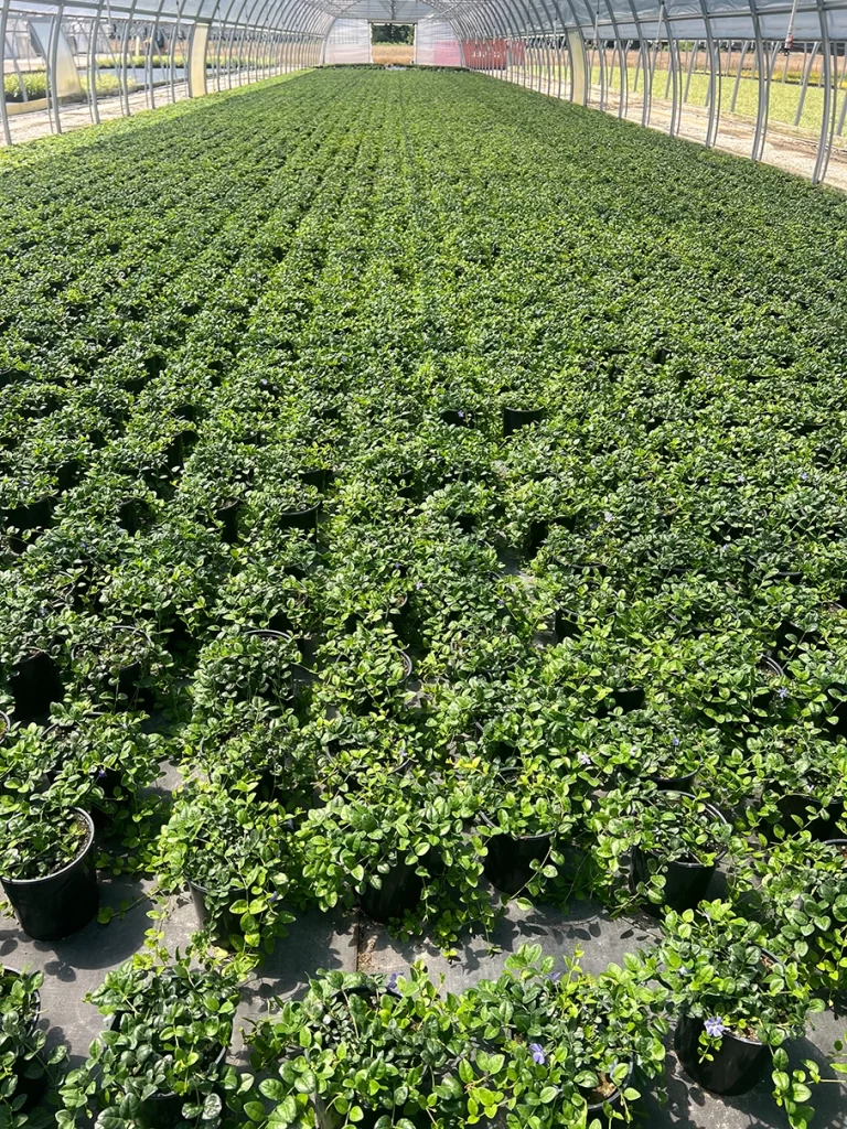 Dense array of Vinca minor plants filling a greenhouse, viewed from the end of the rows, highlighting meticulous cultivation at Newcomb's Nursery.