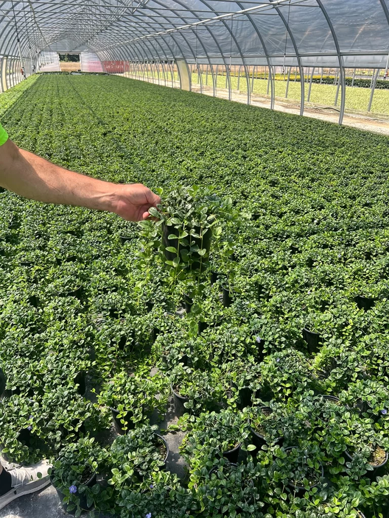 A nursery worker examines a potted Vinca minor, displaying its healthy growth amidst rows of densely planted ground covers in the greenhouse.