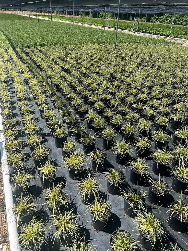 Overhead view of neatly arranged pots of Dracaena plants with slender, spiky leaves, thriving in a sunlit greenhouse environment.