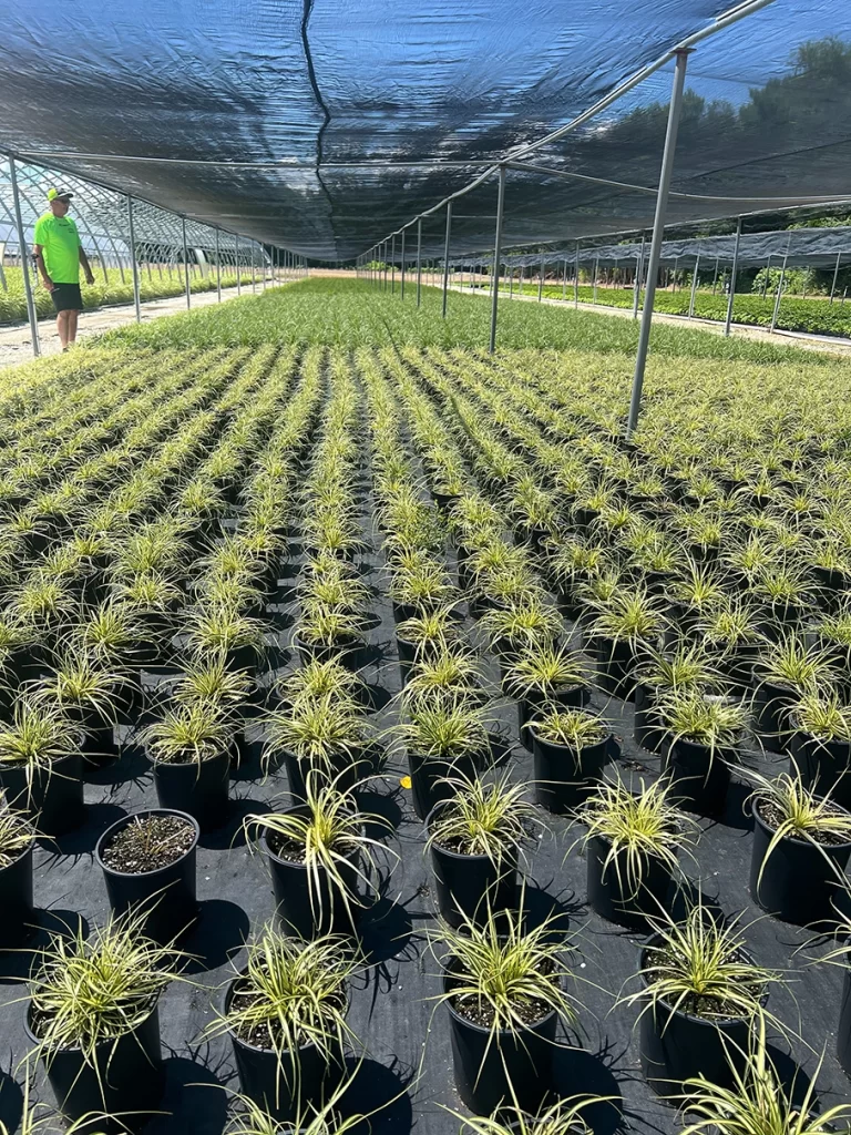A nursery worker oversees rows of potted Dracaena plants under a shade cloth, ensuring optimal growth conditions in the expansive greenhouse setting.