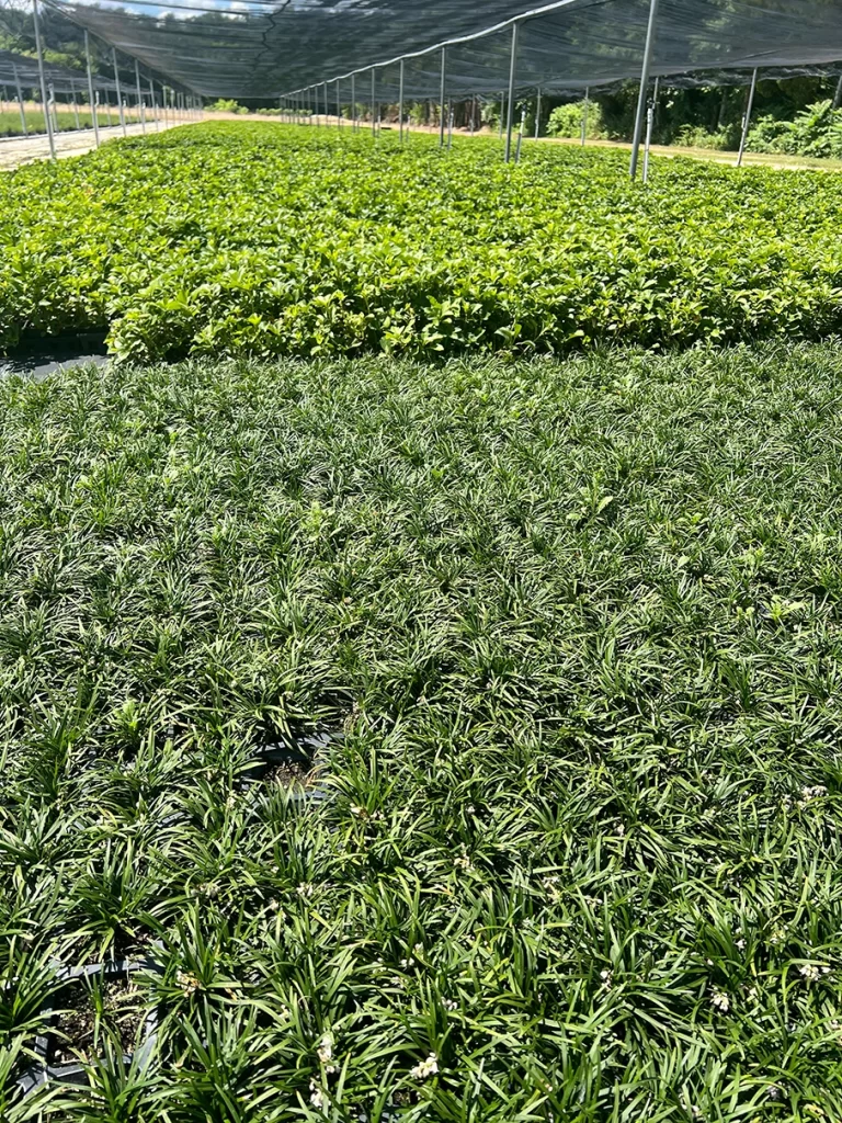 A striking contrast between dense green ground cover and leafy plants under the partial shade of a large nursery greenhouse.