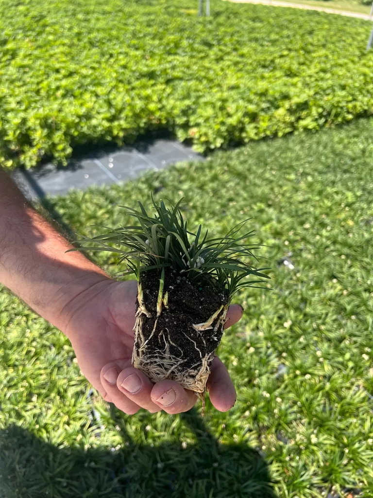 Close-up of a nursery worker's hand holding a young plant with a well-developed root system, ready for transplanting, with a backdrop of lush nursery plants.