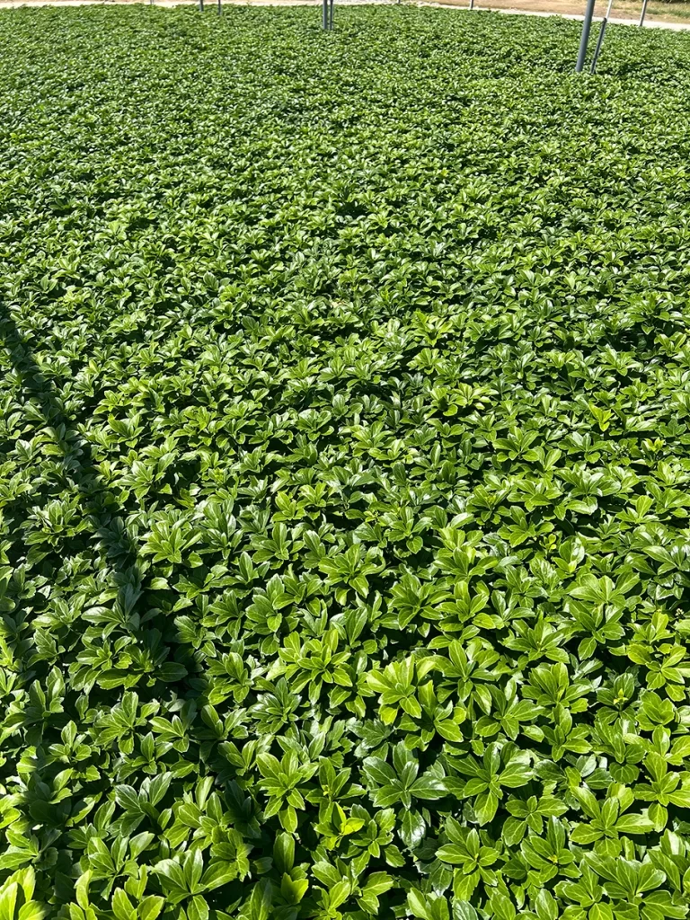 Vast fields of lush Pachysandra ground cover plants densely packed in rows, demonstrating successful large-scale cultivation at the nursery.