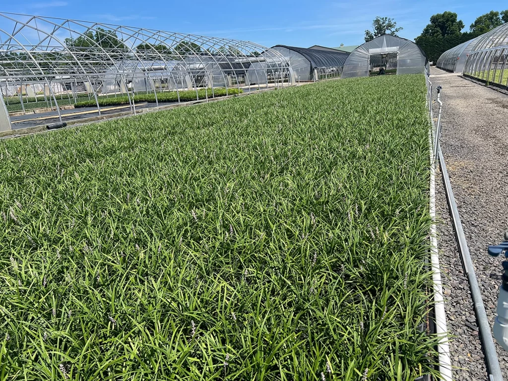 Broad view of vibrant Liriope plants growing extensively in neat rows between pathways, framed by a series of greenhouses under a clear sky.