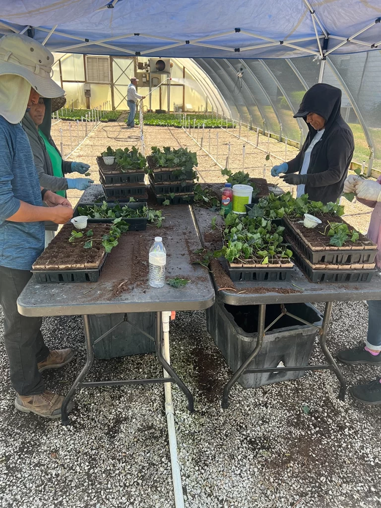 Workers at Newcomb's Nursery busily transplanting seedlings under a protective tent, with a focus on teamwork and plant care in a nursery setting.
