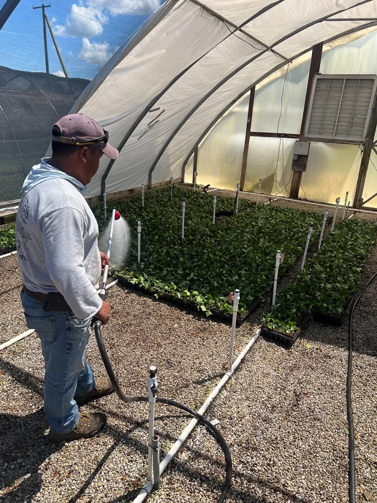 A nursery worker attentively adjusts irrigation hoses in a greenhouse, ensuring optimal water delivery for the thriving plants in the background.